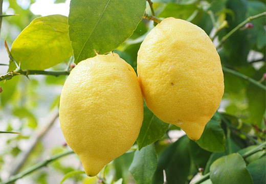 Лимоны от запаха